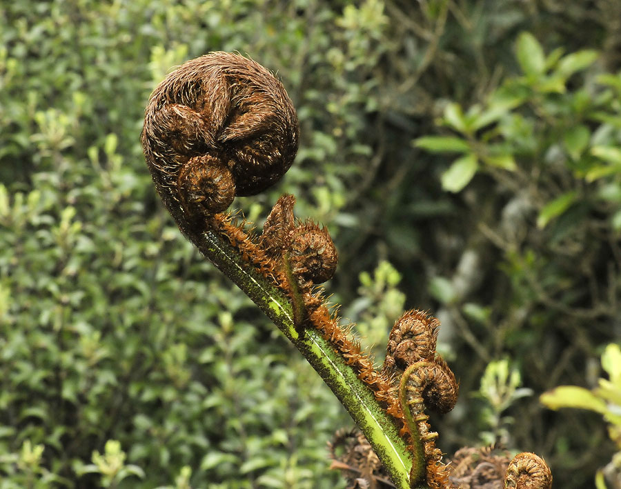 emerging fern - Otari