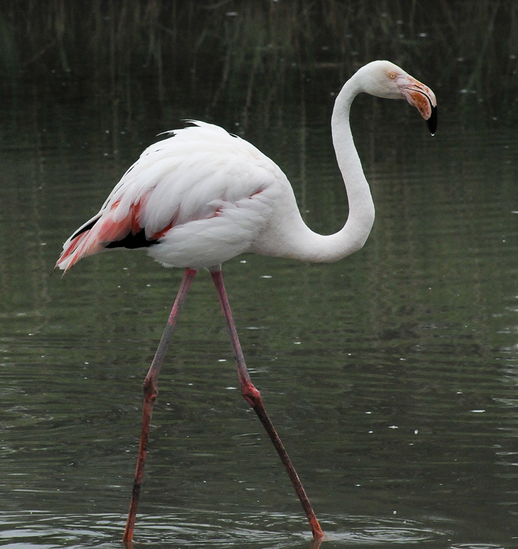 flamingo goes walking