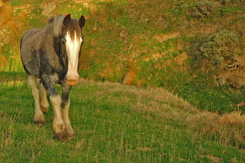 24 November 06 - A Horse of course