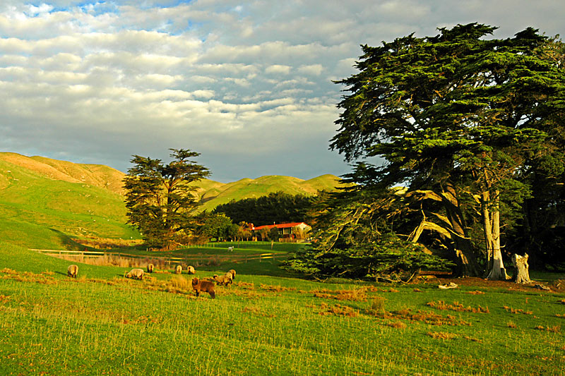 Farm in Ohariu valley