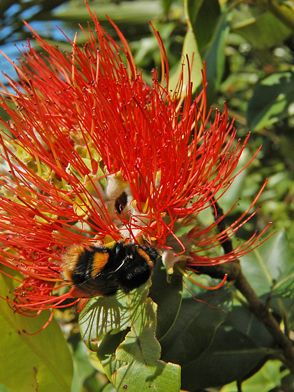 27 Nov 06 - The first pohutakawa of the season