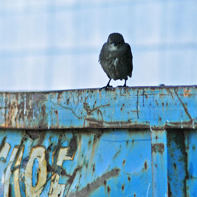 12 Dec 06 - The Dumpster Diver