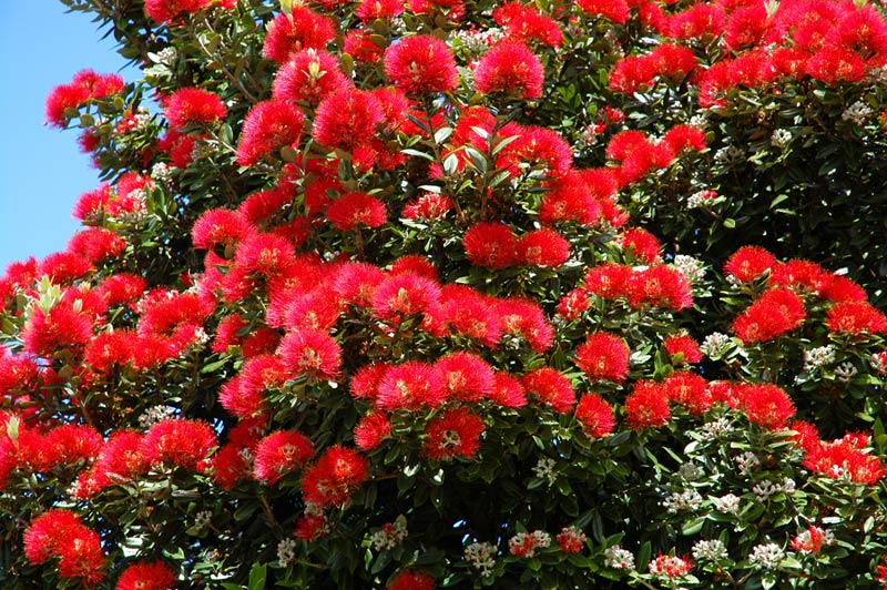 27 Dec 06 - The Summer Flower