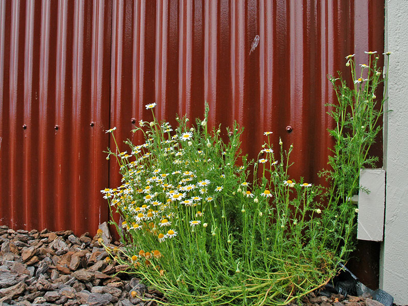 20 Jan 07 - red shed and daisies