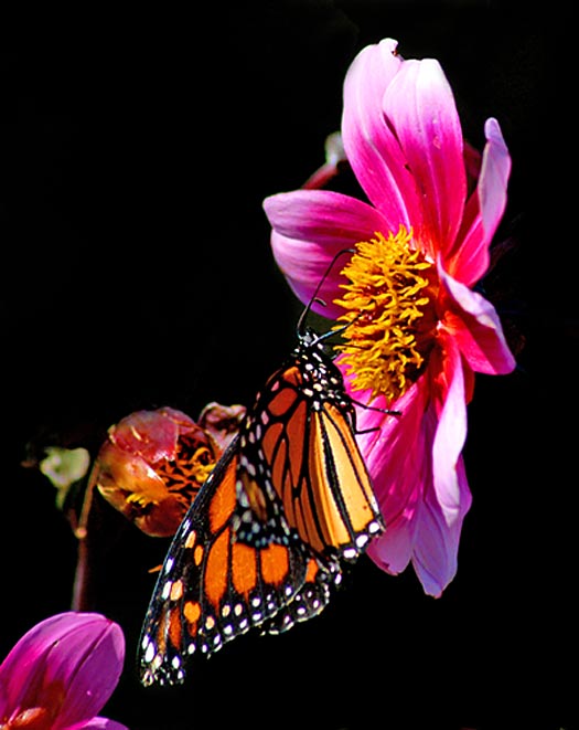 21 Feb 06 - The Butterflies of Last Summer