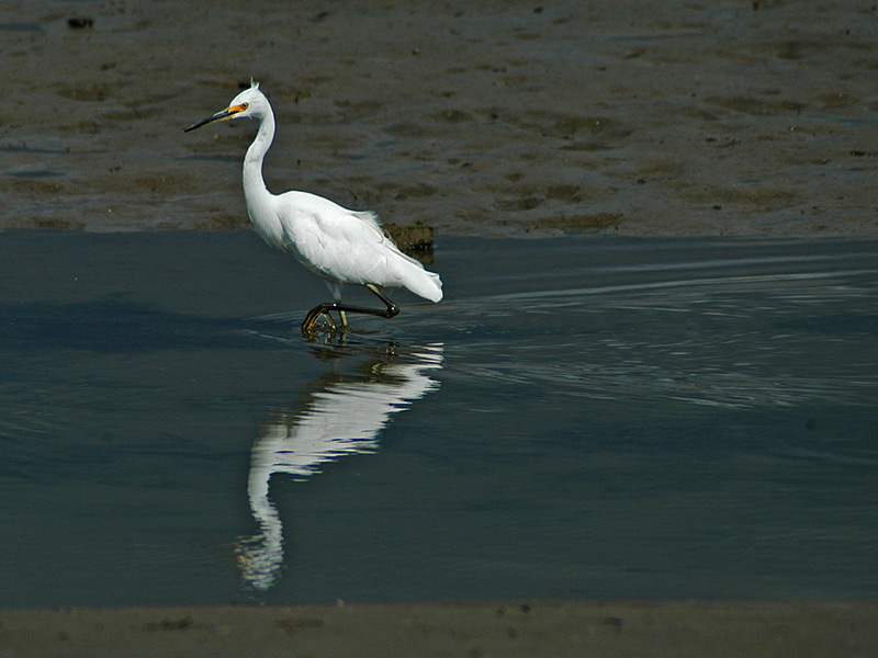 Little Egret Walking