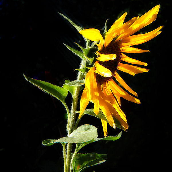 11 March 07 - The Sunflower