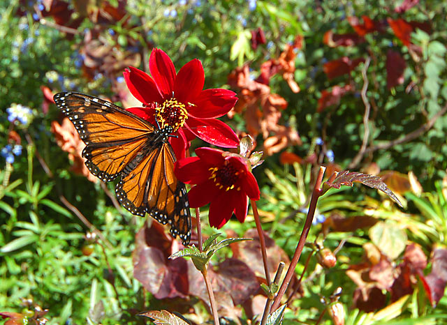 19 March 07 - A March Monarch
