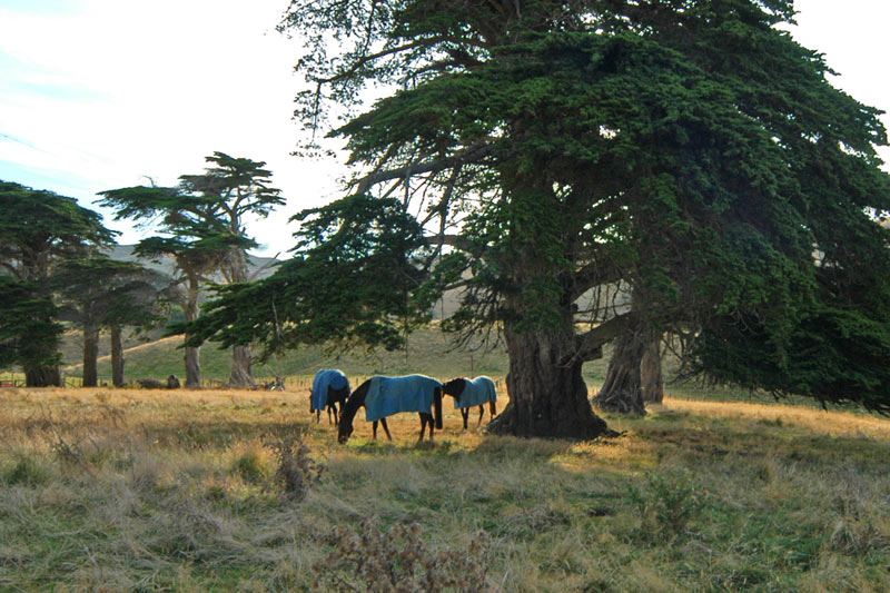 27 March 07 - Horses