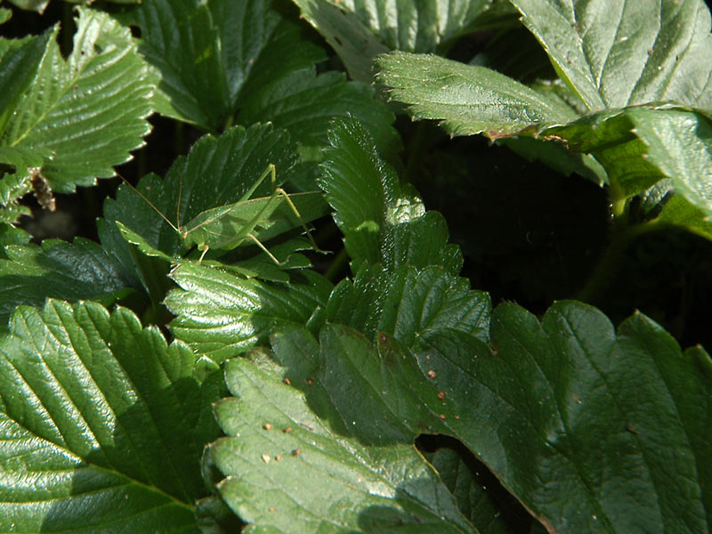 9 April 07 - The Katydid likes strawberry leaves