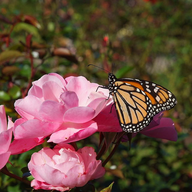 15 April 07 - Monarch on Rose