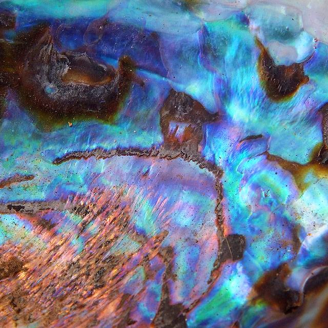 The colours of Paua shell