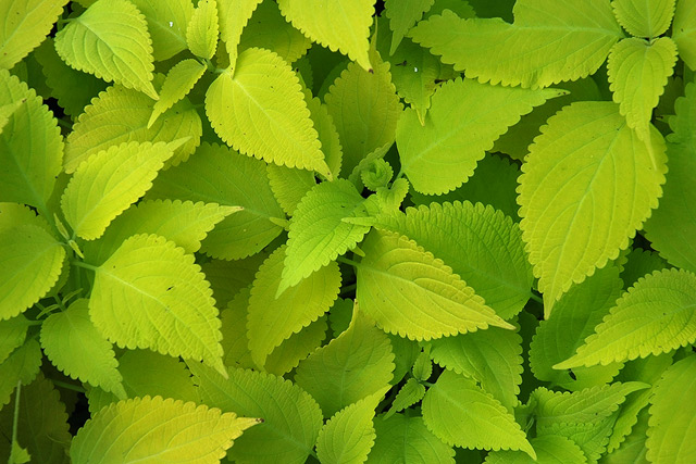 Green Leaves