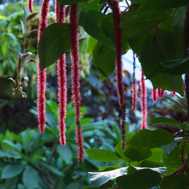 Red and Green (II)