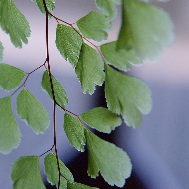 Maidenhair