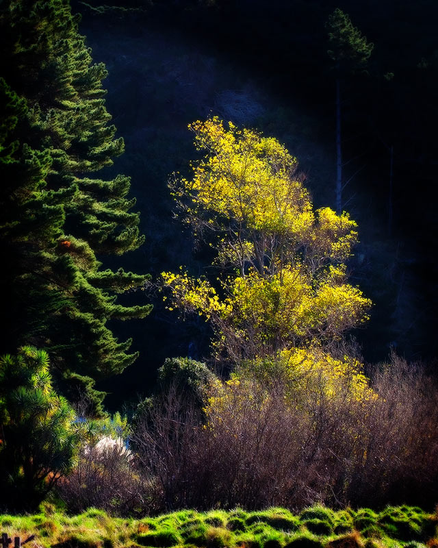 11 May 07 - Autumn sun on trees