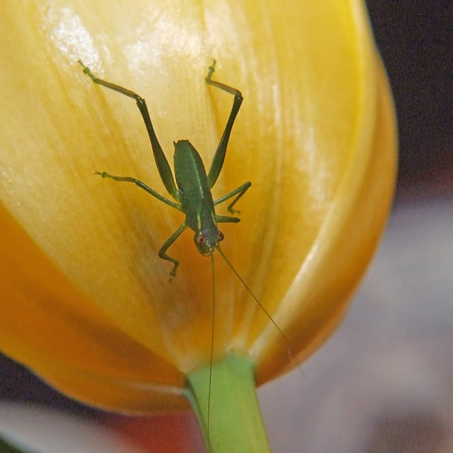 3 June 07 - Katydid and yellow tulip