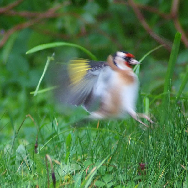 The goldfinch blurs