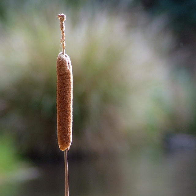 11 August 07 - Bullrush