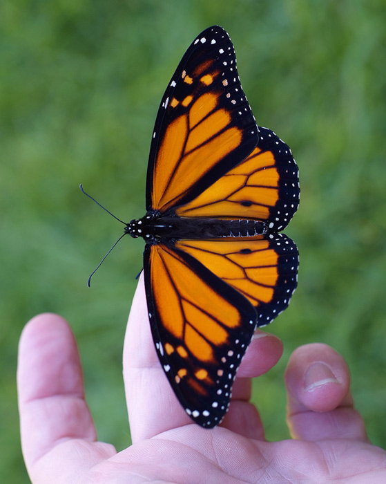 1a April 08 - Monarch and Hand