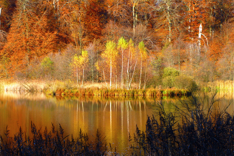 Dyrehaven outside Copenhagen in Autumn