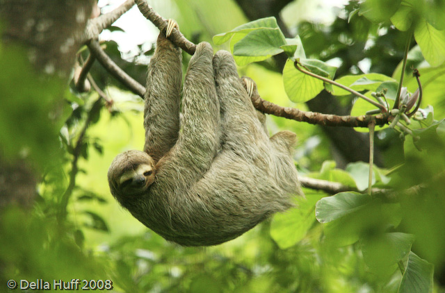 Three-toed Sloth, Costa Rica