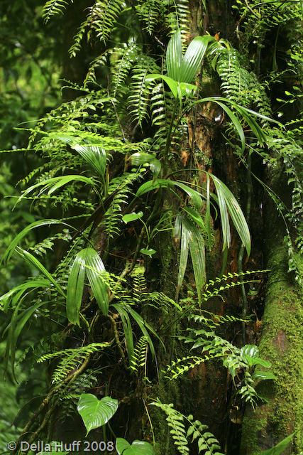 Monteverde Cloud Forest, Costa Rica