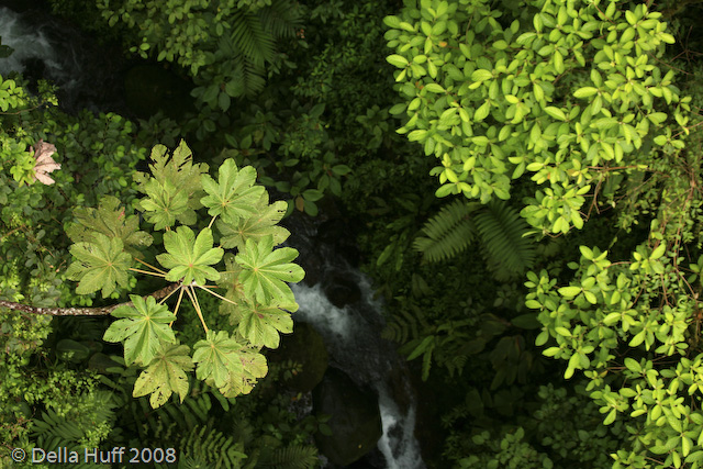 Arenal Hanging Bridges, Costa Rica