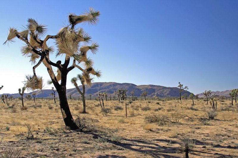 Burned Joshua Tree
