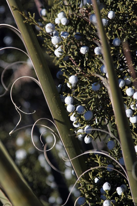 Juniper and Succulent Plant