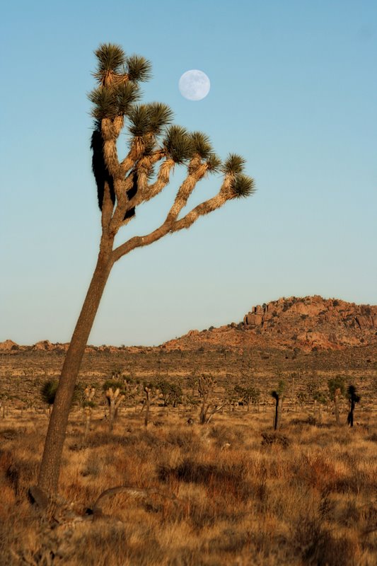 Almost Full Moonrise, Joshua Tree National Park