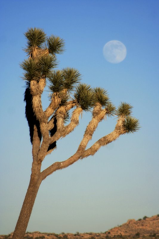 Joshua Tree and Rising Moon