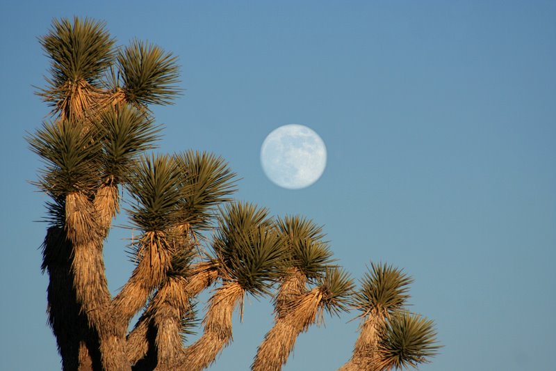 Joshua Tree and Rising Moon II