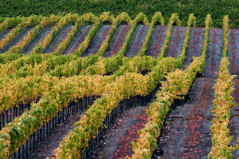 Vineyard Hillside in Fall