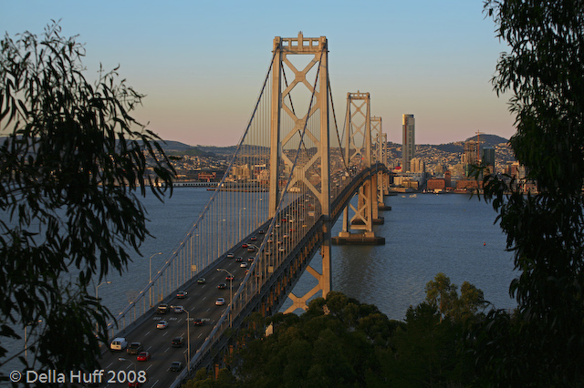 Bay Bridge Framed by Eucalyptus at Sunrise