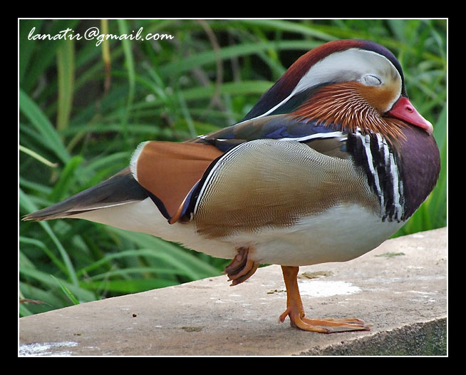 Bird Park