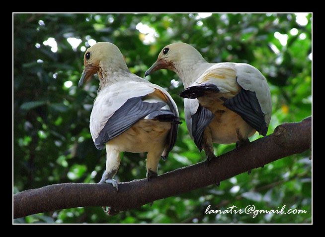 Bird Park