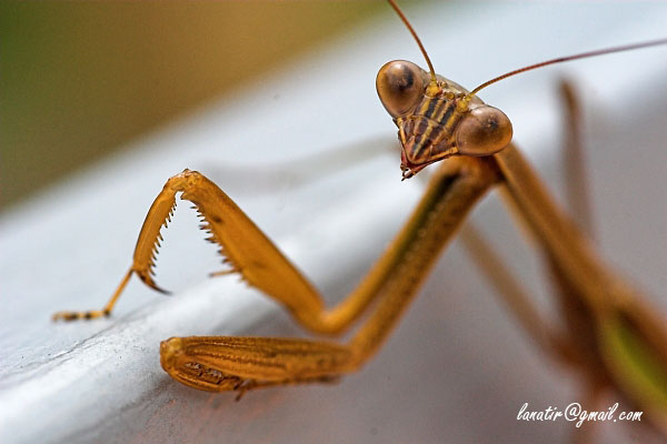 Praying Mantis
