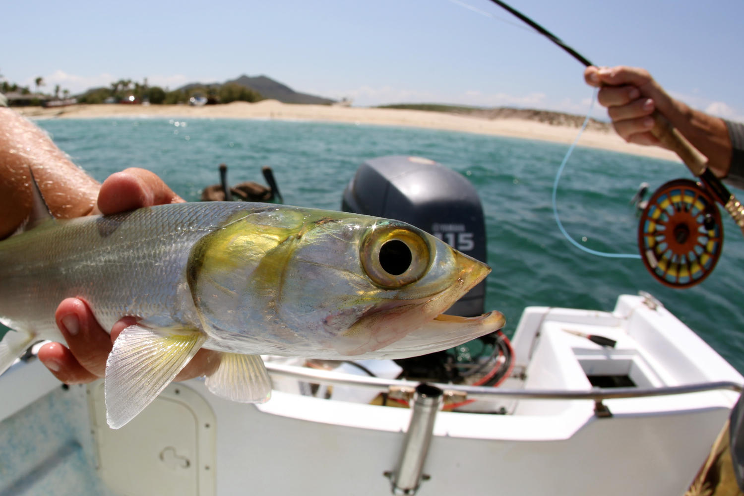 Ladyfish