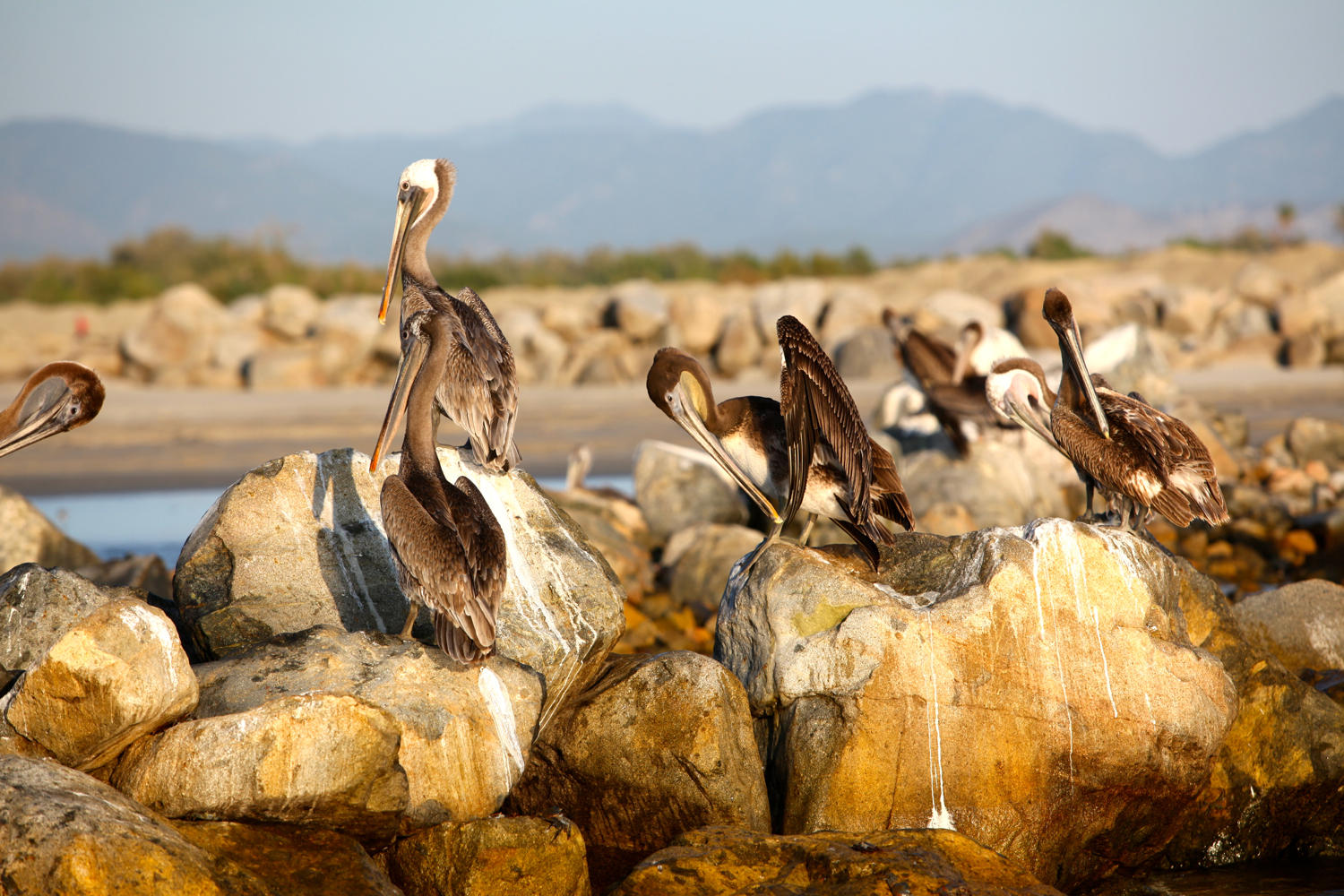 Brown Pelicans