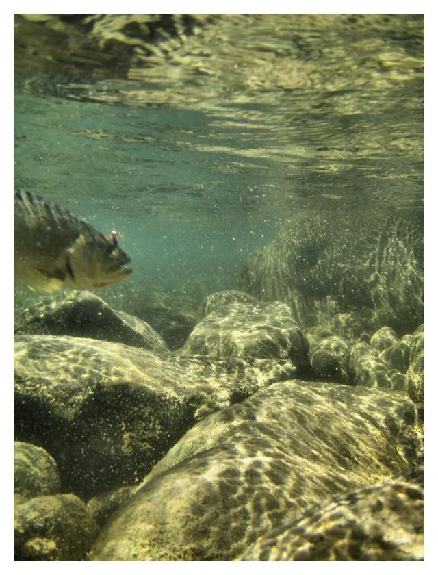 Subsurface