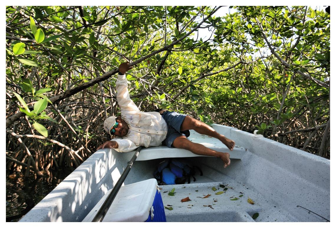 Crawling out of the Mangroves