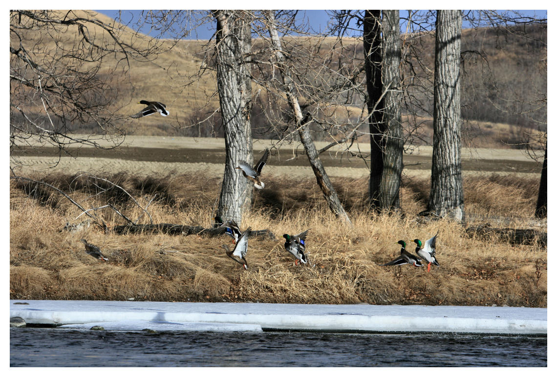 March Mallards