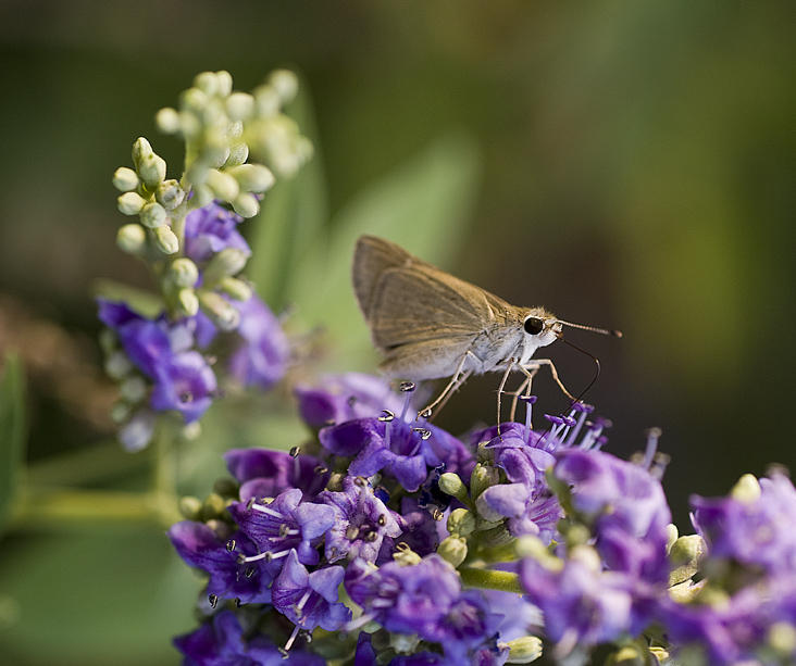 Skipper