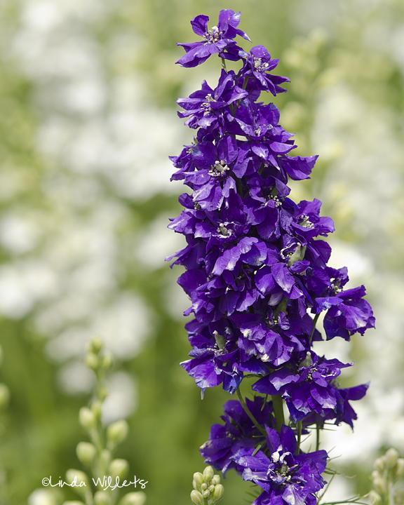 Purple Larkspur