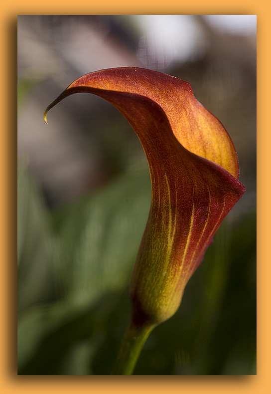 Calla Lilly