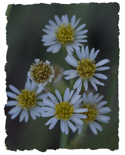 Little daisies