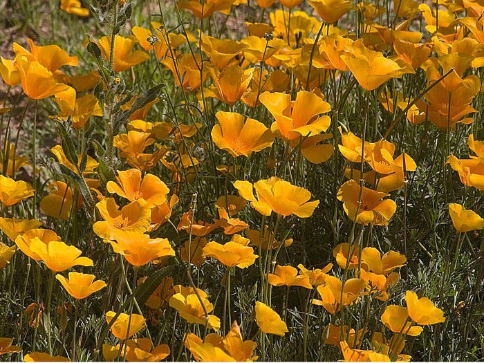 Desert Poppies
