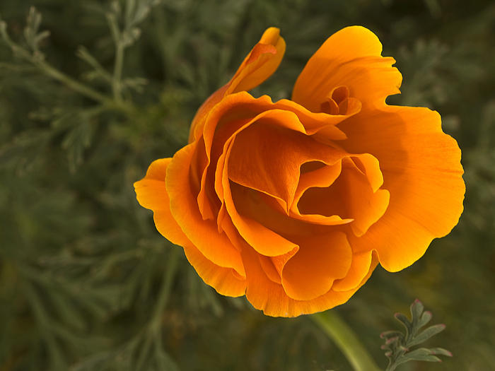 orange poppy