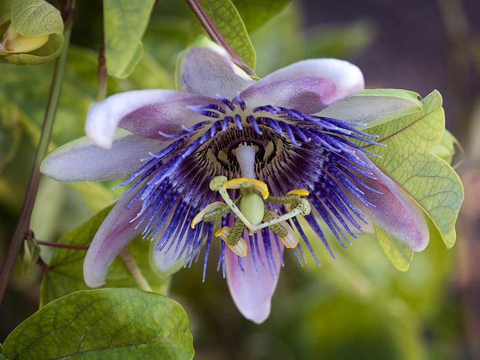 Purple Passion